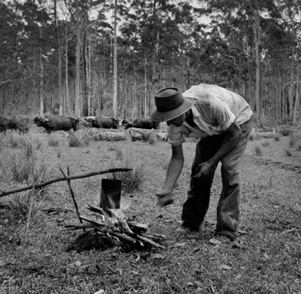 The Bullocky with Campfire, Telegraph Point, 1954