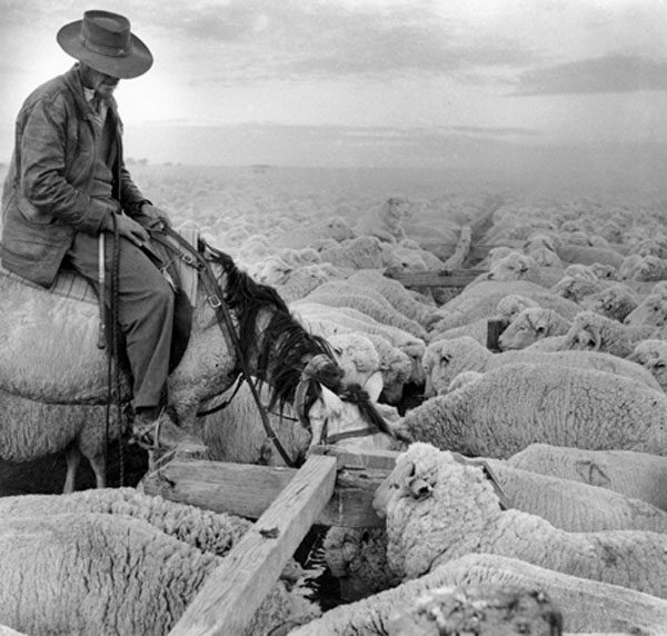 Droving Sheep, Deniliquin stock route, c.1954 Droving Sheep, Deniliquin stock route, c.1954/55