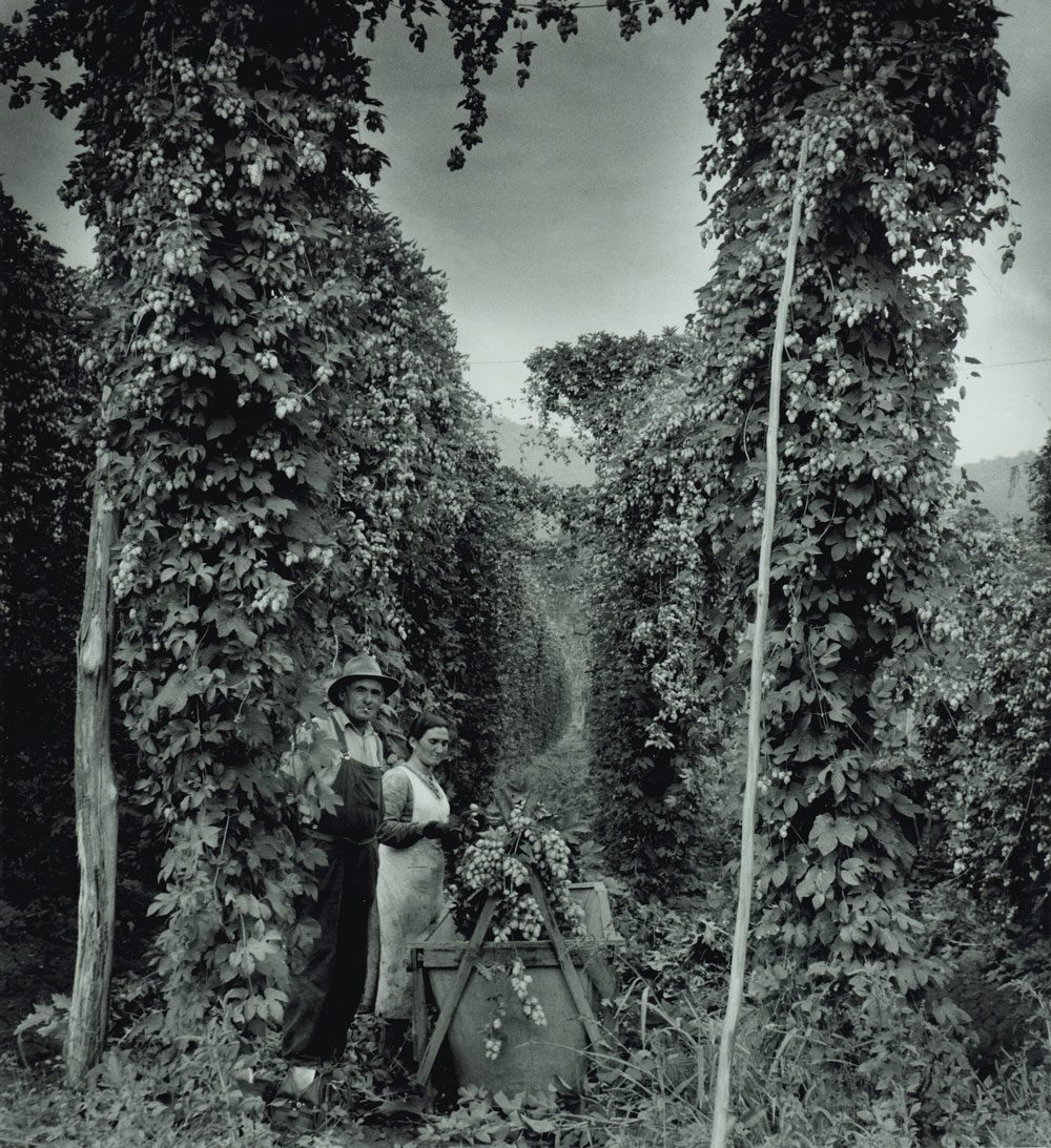 Hop pickers at Rostrevor hop garden, Ovens Valley, 1957