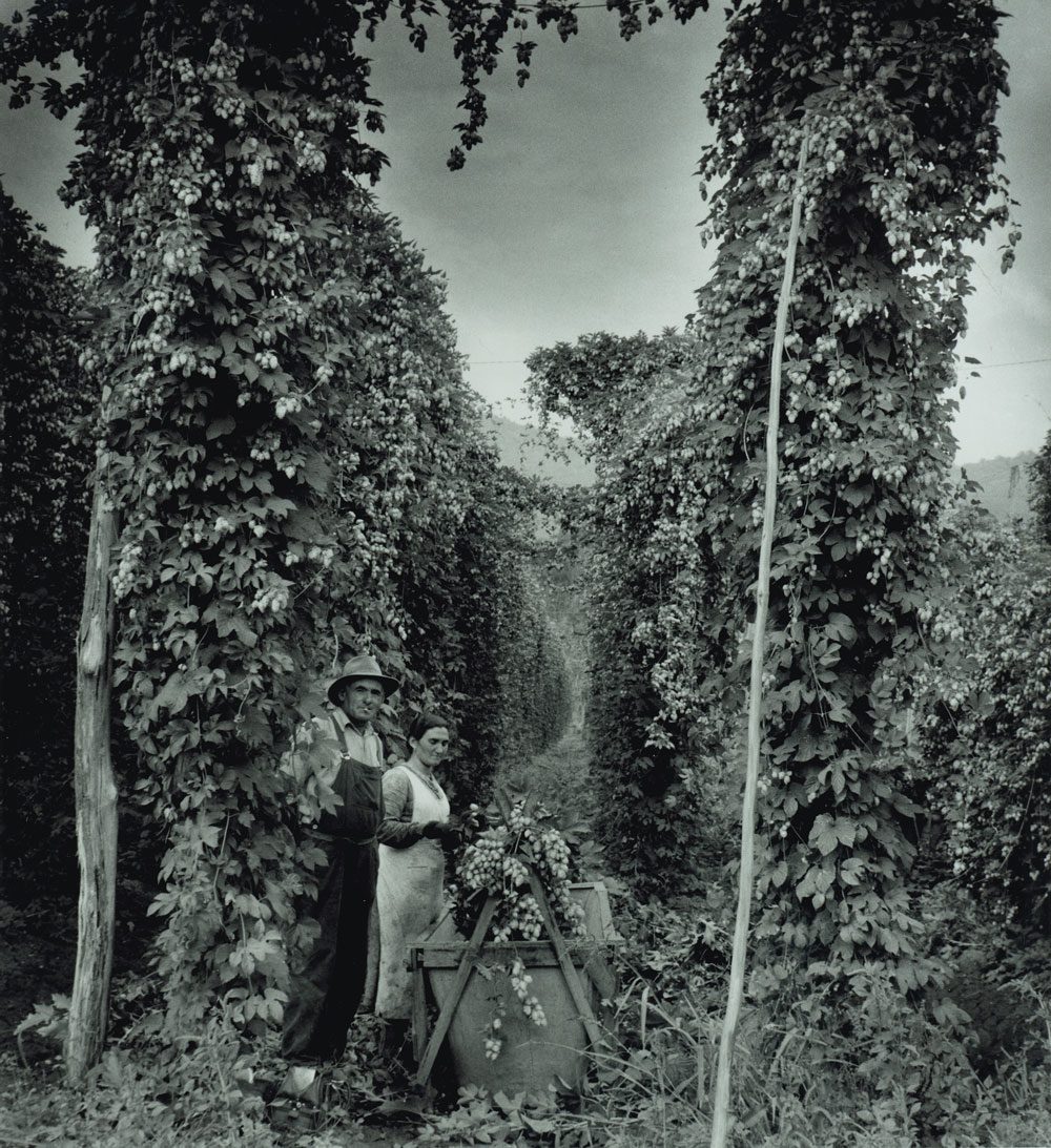 Hop pickers at Rostrevor hop garden, Ovens Valley, 1957 Hop pickers at Rostrevor hop garden, Ovens Valley, 1957