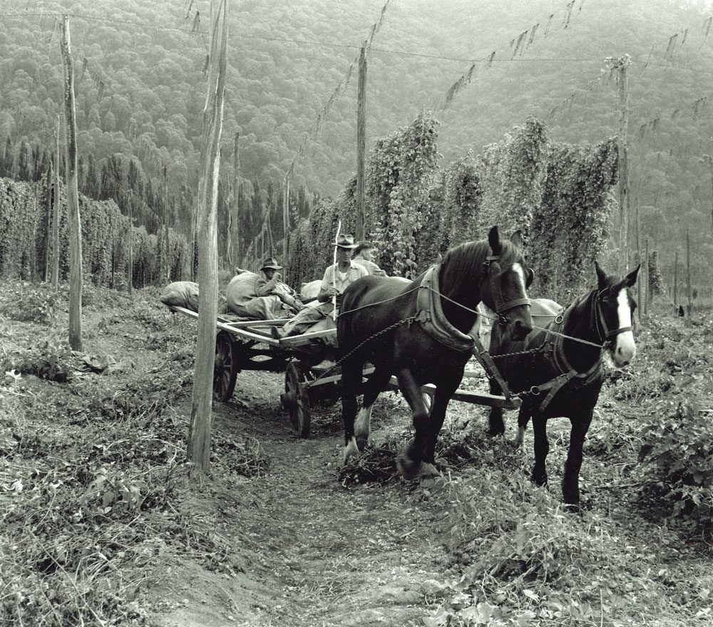 Hop pickers, Ovens Valley, 1957