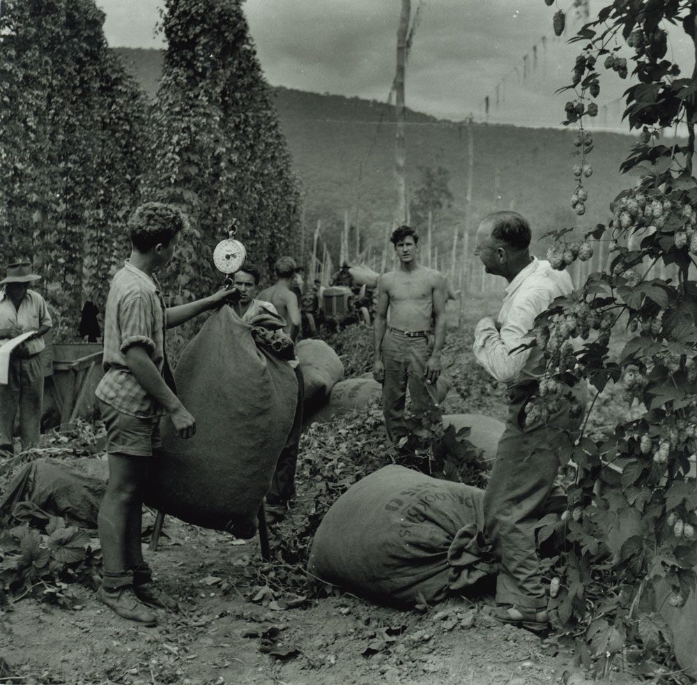 Weighing the hops, Rostrevor, Ovens Valley 1955-56