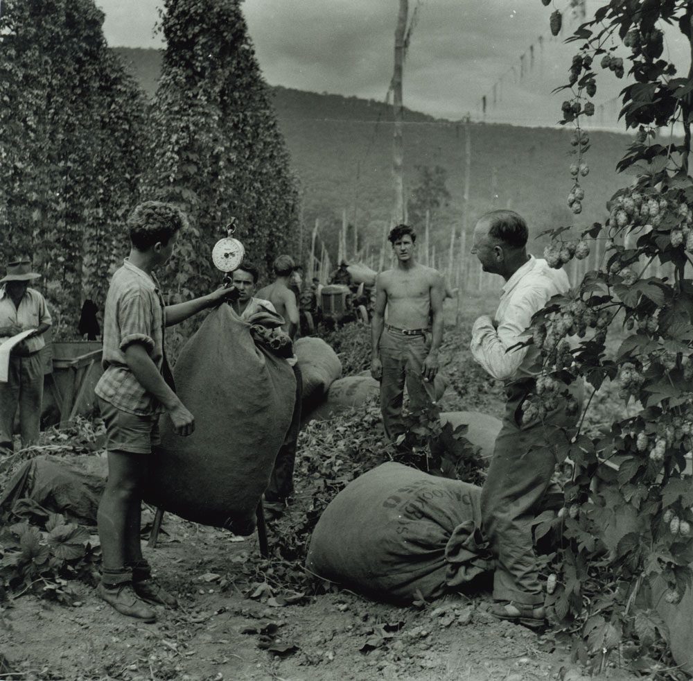 Weighing the hops, Rostrevor, Ovens Valley 1955-56 Weighing the hops, Rostrevor, Ovens Valley 1955-56