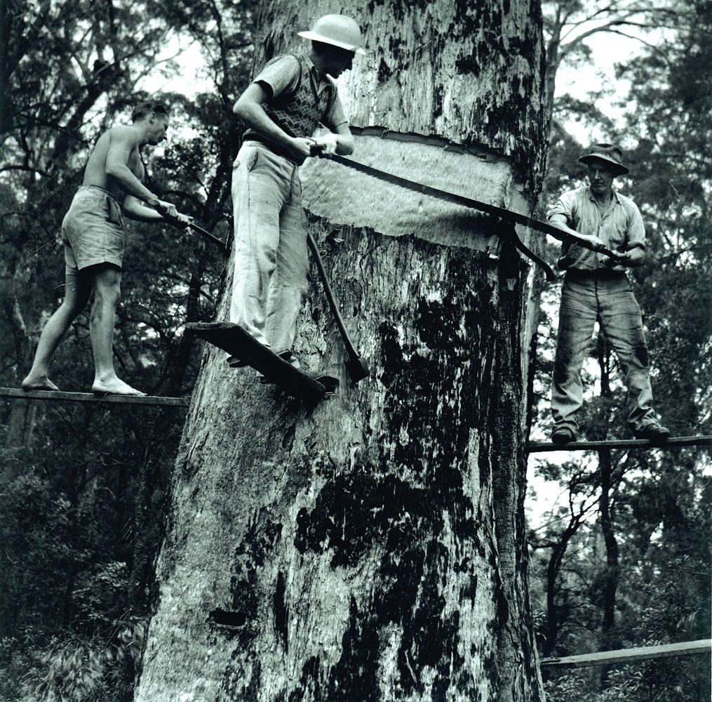 Tree Fellers, Herons Creek, 1954