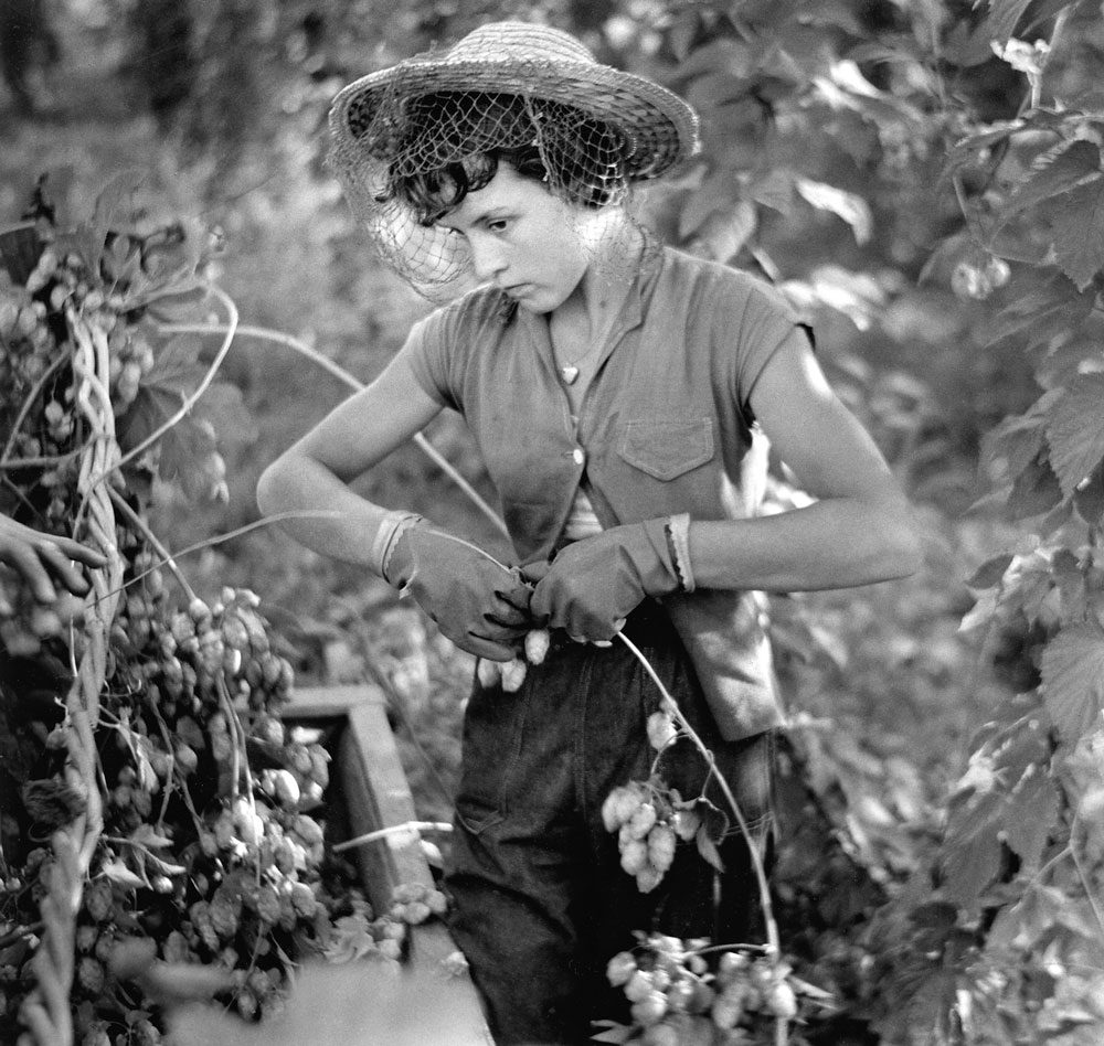 The Hop Picker, Ovens Valley, 1957 The Hop Picker, Ovens Valley, 1957